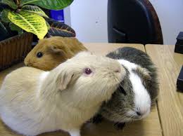 guinea pigs on the desk.jpg