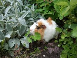guinea pig herbs.jpg